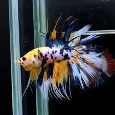 Unique betta ep.3 20 beautiful koi galaxy and nemo betta in thailand online auction. Spacecityfish Some Blue Orange Koi Galaxy Bettas Our Thai Betta Partner Our Instagram And Website Pet Fish Betta Aquarium Koi Betta