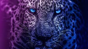 Black panther hd wallpaper black panther images snow leopard wallpaper black panther cat jaguar wallpaper iphone wallpaper cat wild animal wallpaper tier wallpaper wallpaper keren. Leopard Eyes 1080p 2k 4k 5k Hd Wallpapers Free Download Wallpaper Flare