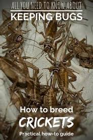 See more of the camel cricket club on facebook. 25 Ideeen Over Fun Interesting In 2021 Dieren En Huisdieren Dierenhumor Grappige Dieren
