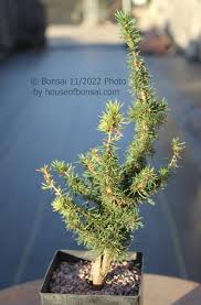 Image result for Tragia brevipes-benthamii-okanyu