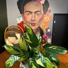 Anna Flora's Instagram, Twitter & Facebook