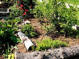 Combine the apples, onion, ginger, orange juice, vinegar, brown sugar, mustard seeds, pepper flakes and salt and in a large saucepan. Permakultur Das Moorbeet Vitaminreiche Beeren Produzieren
