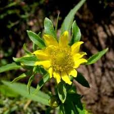 Image result for Bidens acuticaulis