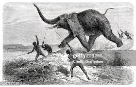 Indigenous People Hunting An Elephant ...