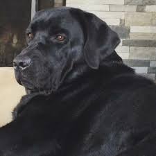 Black Lab Labradorblack Labradorretriever Labrador Retriever Black Labrador Retriever Black Labrador