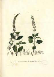 Image result for Platostoma