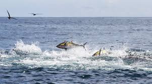 Tuna Three Ways Fishtrack Com