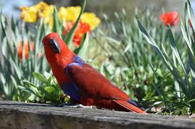 Image result for parrot
