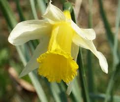 Washington state flower by maewolf86 on deviantart. Narcissus Pseudonarcissus Wikipedia