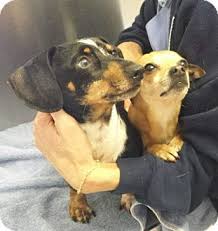 Browse thru dachshund puppies for sale near knoxville, tennessee, usa area listings on puppyfinder.com to find your perfect puppy. Pin On Tennessee Adoptables