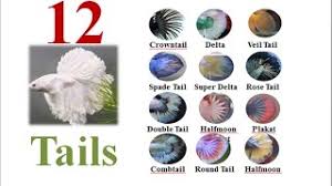 The double tail betta fish has two tails due to a genetic mutation. 73 Species Of Betta Tropical Fish Tunys Tropical Fish Cafe And Fitness Centre