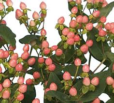 ✓ free for commercial use ✓ high quality images. Buy Fresh Bulk Pink Hypericum Berries Wedding Flower