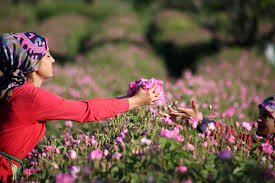 Gül bahçeleri ile öne çıkmış iki merkez vardır. Gul Bahceleri Egirdir Isparta Turu 2 Gece 3 Gun