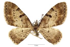 Image result for Eupithecia actaeata