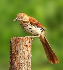 Black And White Birds In Georgia Brown Thrasher Georgia S State Bird Birds Of Georgia Birds Backyard Birds