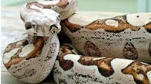 Boa Constrictor Produces Fatherless Babies Cbc News