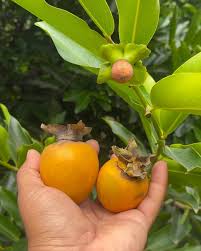 Image result for Diospyros gabunensis