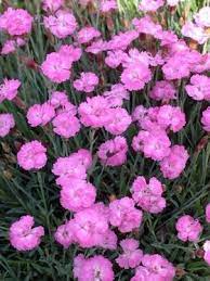 Pin On Deer Resistant Spring Plants