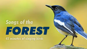 Birds Of A Feather Song Rio Songs Of The Forest 45 Minutes Of Singing Birds Songs Singing Birds