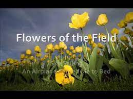 Maybe an astronaut, a firefighter or an en. Flowers Of The Field By Sky Sailing With Lyrics Youtube