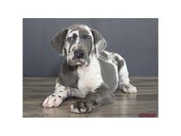 Find great danes puppies & dogs for sale uk at the uk's largest independent free classifieds site. Great Dane Puppies Petland Montgomery