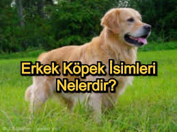 Erkek Kopek Isimleri Populer Ve Anlamli Erkek Kopek Isimleri Zovovo En Iyi Bilgi Sitesi