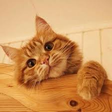 Excellent Cat Pics Detail Are Offered On Our Site Look At This And You Wont Be Sorry You Did Catpics Cute Cats Baby Cats Cute Animals