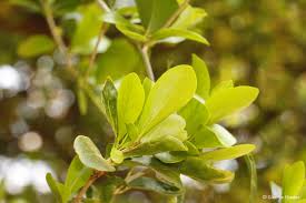 Image result for Dovyalis afra