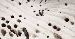 Termite Holes in Trees | Strobert Tree Services
