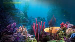 Download Wallpaper 1920x1080 Bottom Ocean Corals Multi Colored Under Water World Full Hd 1080p Underwater Wallpaper Underwater Background Ocean Wallpaper