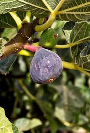 Amazing health benefits of fig fruit. Ficus Carica Planting Pruning Advice On Caring For It Including Disease