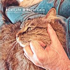 Start date oct 24, 2005. How Far Does Love Go The Cat Or The Romantic Partner The Way Of Cats