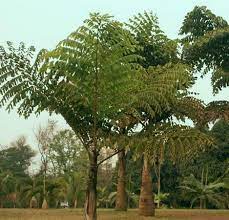 Caryota Obtusa Palmpedia Palm Grower S Guide