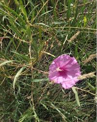 Image result for Ipomoea lapathifolia