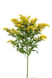 Image result for Solidago