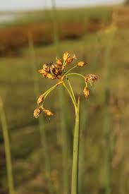 Image result for Schoenoplectus scirpoides