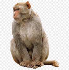 Monkey lovely face cartoon characters premium vector png. Download Monkey Png Images Background Toppng