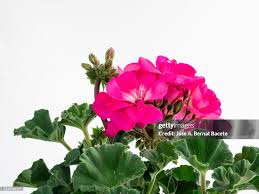 Image result for Geraniaceae