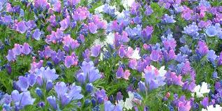 Image result for Echium