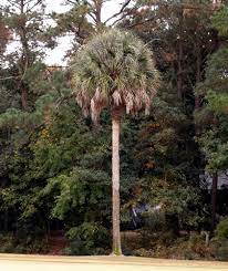 However, it's just one of many palm varieties that grows well in our region. Palmetto Tree What Makes South Carolina The Palmetto State Jay S Nature Blog