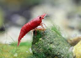 6 Things You Didn't Know About Aquarium Shrimp | PetMD