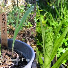 Image result for Corycium