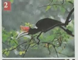 Sila teka nama burung berdasarkan gambar yang diberikan. Nama Burung Pada Gambar Di Atas Brainly Co Id