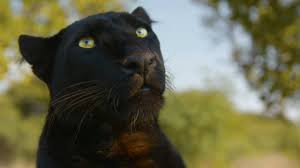 Hanging out with black leopards | the lion whisperer. Meet The Leopards The Lion Whisperer Youtube