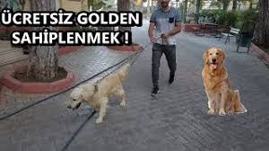 ucretsiz golden kopek sahiplenmek gaziantep kopek barinagi youtube