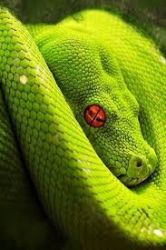 Imgend Animal Photography Animals Snake Wallpaper