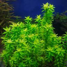 Image result for Limnophila fluviatilis