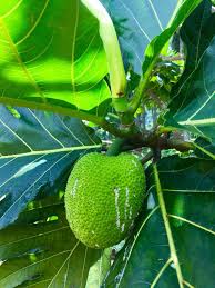 Uru Fruit De L Arbre A Pain Bread Fruit Moorea Vip Tours Facebook