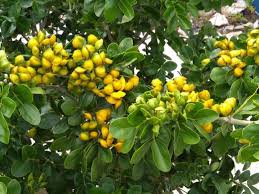 Image result for Carpolobia goetzei