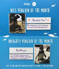 The penguins of madagascar do the slap dance! The Toronto Zoo On Twitter Presenting The Naughty And Nice Penguin Of The Month April Edition